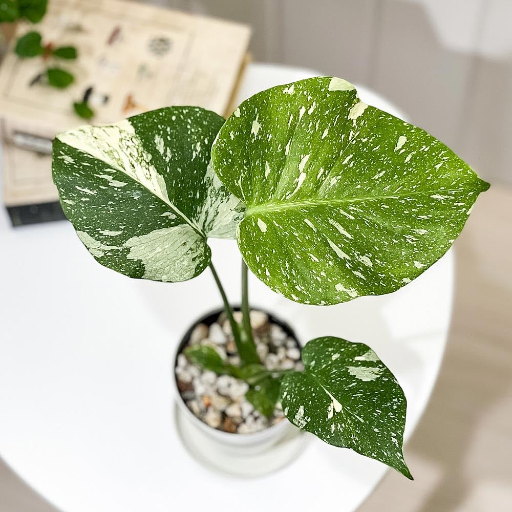 Amazon｜PLANCHU 観葉植物 モンステラ タイコンステレーション